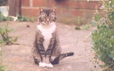 Bilbo, 1986-2000
