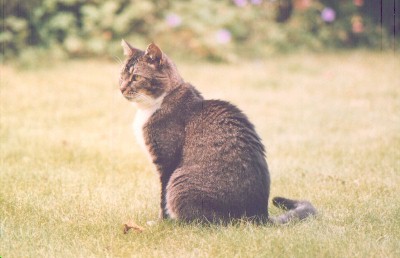 Bilbo, 1986-2000