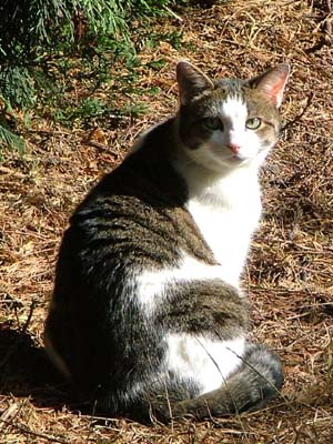 Jake the Cat