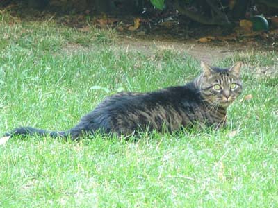 Swiss Cat