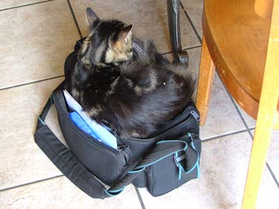 Swiss Cat